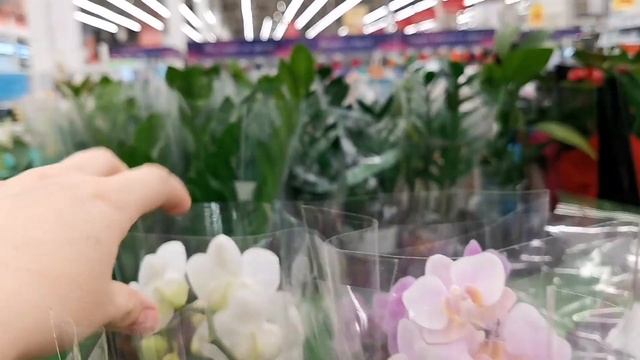 Pirate Picotee в Ашане г. Омск. Цена ??? смотреть онлайн