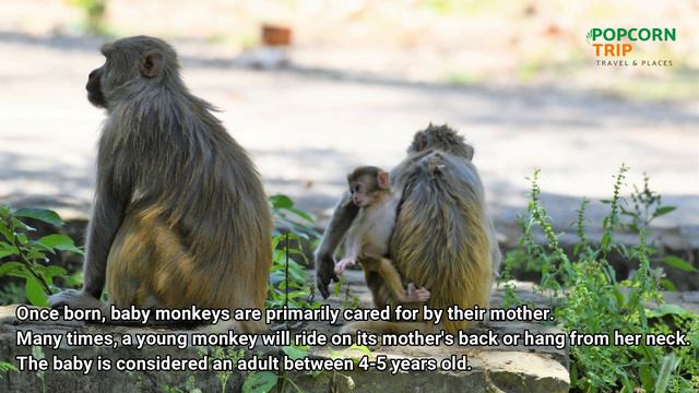 Life of Monkeys 🐒 & Rhododendron 🌲 Beautiful Uttarakhand смотреть онлайн