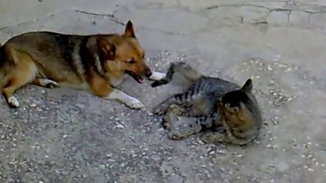 прикол кот и собака (Тишка и Роза ) смотреть онлайн