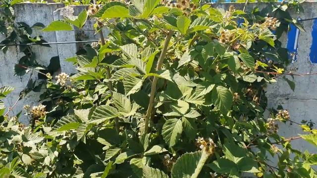 Обзор моей дачи летом 2022. Что выращиваем на участке. смотреть онлайн