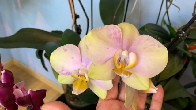 Небольшой обзор в детской(22.02.24) смотреть онлайн