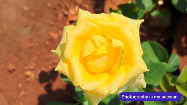 Beautiful rose flowers video : 52 #rose #gulab #rosewallpaper смотреть онлайн