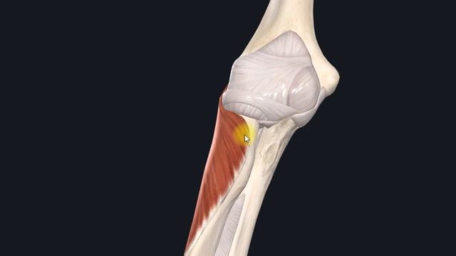 Мышца супинатор (m. supinator) 3D Анатомия смотреть онлайн