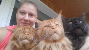 Мои красавцы коты породы мейн кун.