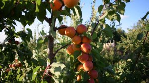 Абрикос Харкот 2018 - Агро Сад