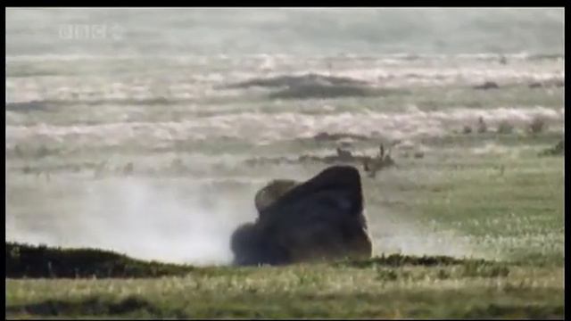 The American Bison - Part Two