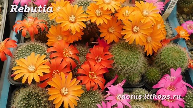 Кактус Rebutia (Ребютия). Цветение смотреть онлайн