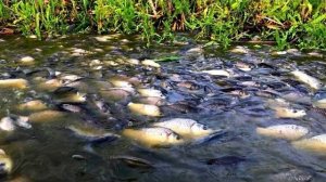 НАШЕЛ ПРОТОКУ А В НЕЙ ТОННЫ РЫБЫ ВОДА КИПИТ рыбалка