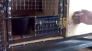 Клетки для кроликов из металла и фанеры