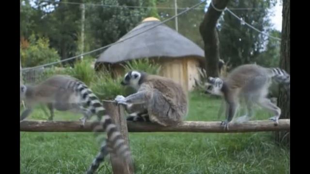 Смешные интересные животные кошки собаки, приколы смотреть онлайн