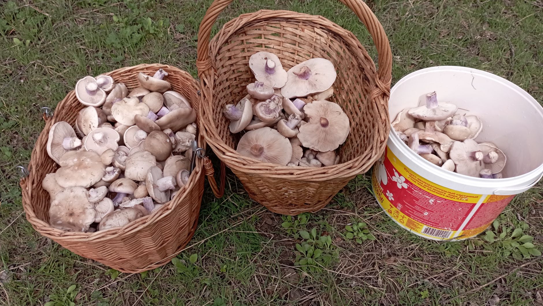 Синеножки стало больше! По грибы 22 марта 2023 года. смотреть онлайн