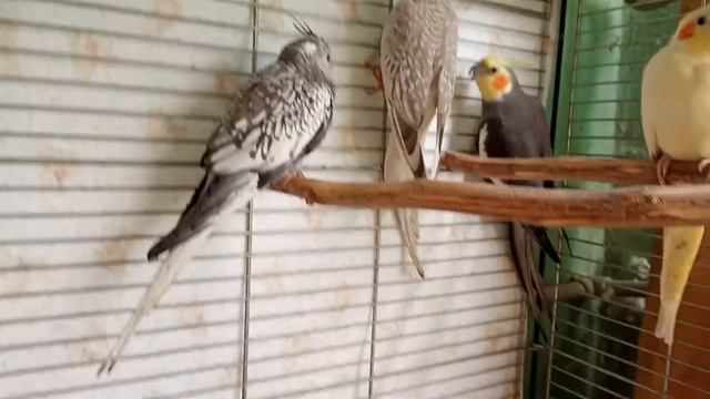 Птенцы безщекой кореллы. смотреть онлайн