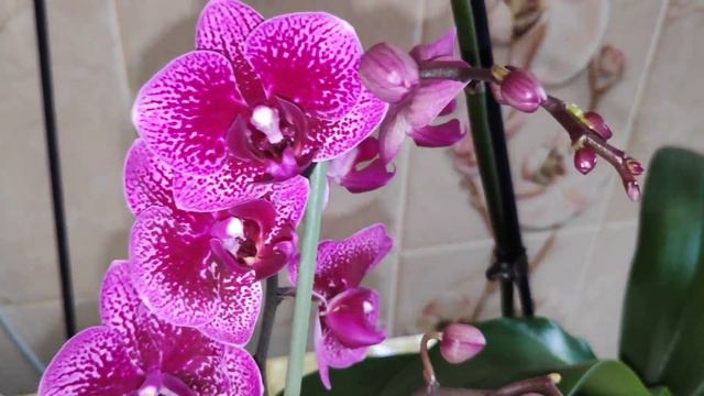 🌺МОИ НОВЫЕ #ОРХИДЕИ#🌺ПРОШУ СОВЕТА# смотреть онлайн