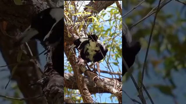 Birds Chirping relaxing sound effect, birds in forest sounds (healing nature sounds) смотреть онлайн
