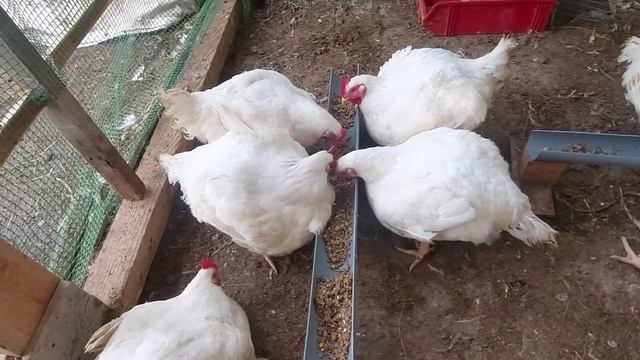 Кормление бройлеров мешанкой со свиной шкурки. Бройлеры несут яйца. Осень - мои бройлеры на улице. смотреть онлайн