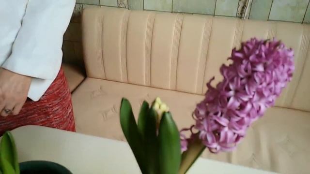 Цветение гиацинтов смотреть онлайн
