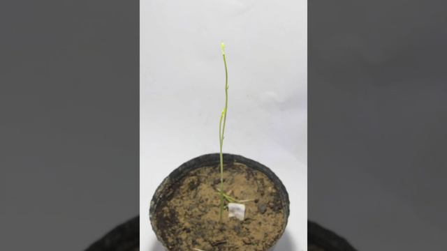 My Asparagus plants in timelapse | Asparagus Project смотреть онлайн
