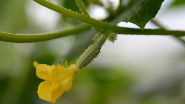 Огурцы обожают эту белую подкормку и плодоносят без остановки! Огурцами засыплет! смотреть онлайн