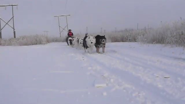 якутские лайки п-к Арктик Трэвел (Якутия) смотреть онлайн