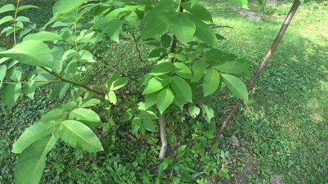 Выращивание грецкого ореха в Подмосковье смотреть онлайн