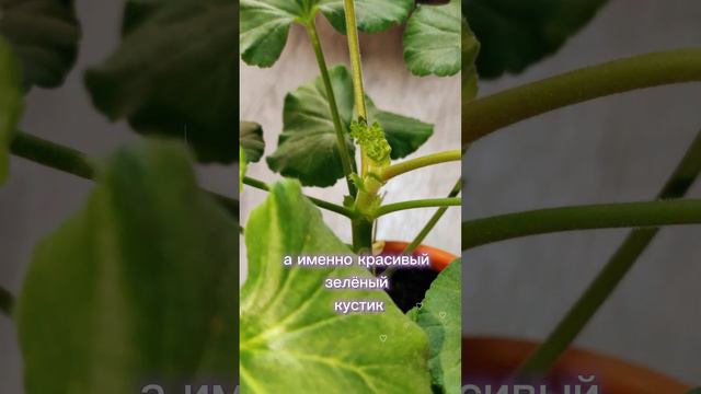 ПРИЩИПКА ЧЕРЕНКОВ 🌿. Январь. смотреть онлайн