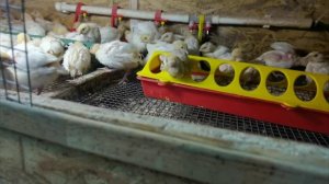 Делаю стартовый корм для перепелов, БЕЗ ХИМИИ ПО ХОДУ НИКАК!!