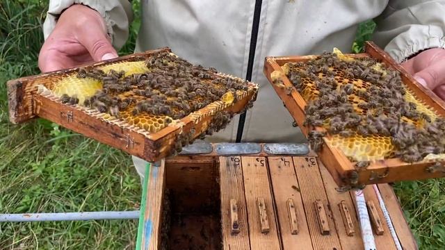 Ответы на вопросы об моих зимовалых нуклеусах. смотреть онлайн
