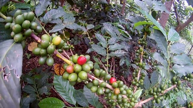 Coffea - Coffea arabica - Coffee Plant смотреть онлайн