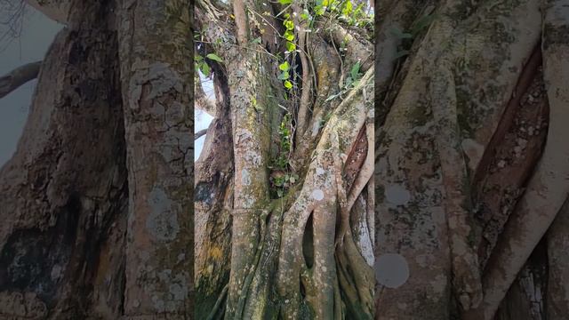 Неизведанная Шри - ланка. #шриланка #srilanka #дёшево #путешествие #своимходом смотреть онлайн