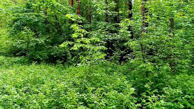 Абсолютно влажный и почти тропический лес. смотреть онлайн