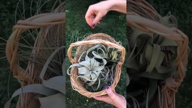 Тилландсии – воздушные растения без корней смотреть онлайн