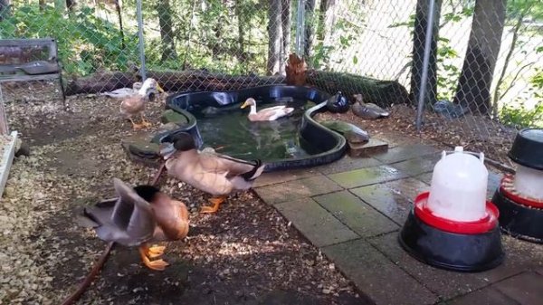 Duck City Diaries.  Khaki Campbell's in the pond.