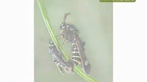 Боремся со стеклянницей на смородине