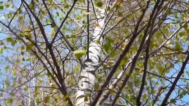 Людмила Зыкина Доброта родного взгляда смотреть онлайн