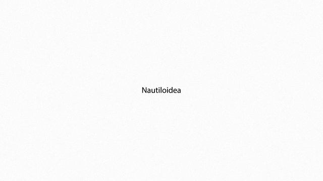 Nautiloidea PRONUNCIATION смотреть онлайн