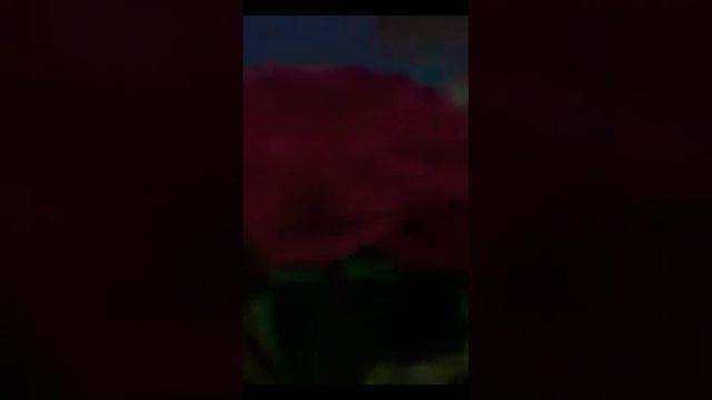 #flowers Ranunculus смотреть онлайн