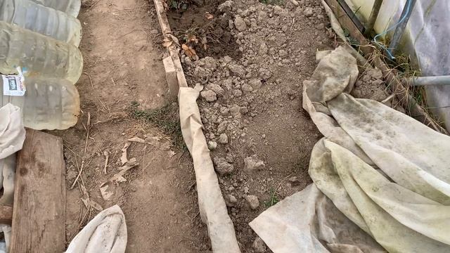 Редиска вже зійшла!!!. Як отримати ранній урожай редиски????? смотреть онлайн