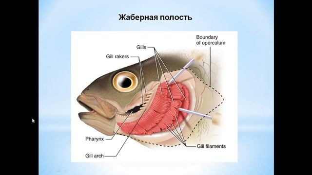 Строение костных рыб. Часть 1 смотреть онлайн