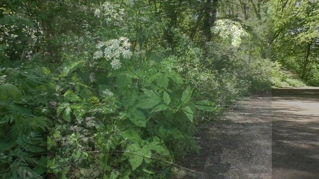 GROUND ELDER: Identification, Foraging & Use || WILD EDIBLES in BUSHCRAFT (Aegopodium podagraria) смотреть онлайн