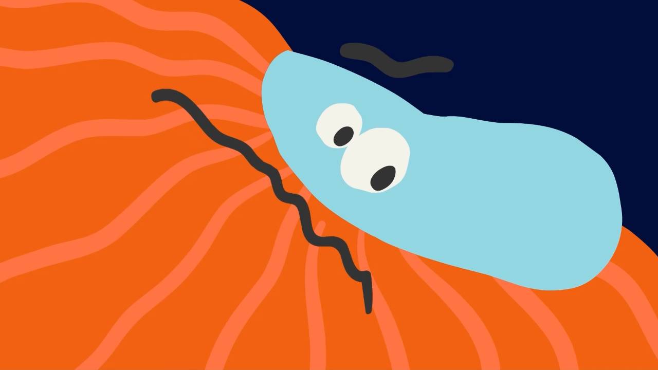 Бодо Бородо. Бокварь, 27 серия. Буква К смотреть онлайн