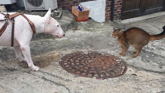 Бультерьер и уличная кошка))