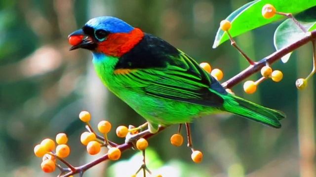 Bird Photos and Music смотреть онлайн