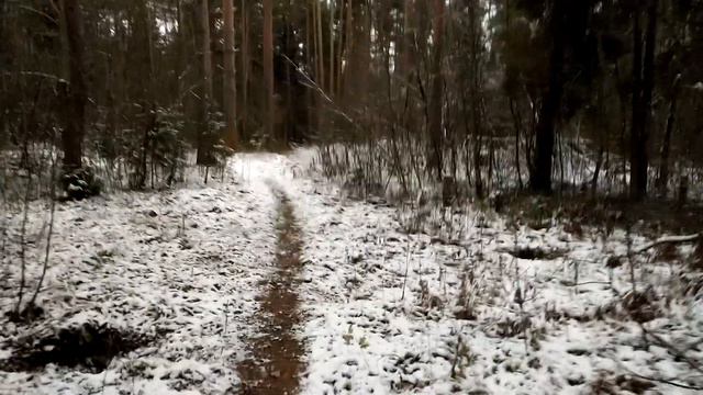 ЗИМНИЙ МАЛОСНЕЖНЫЙ, СУМЕРЕЧНЫЙ ЛЕС.⛅ смотреть онлайн