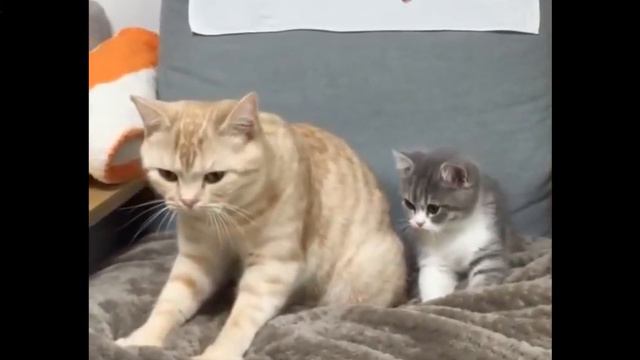 Опять маленькие котики =^_^= смотреть онлайн