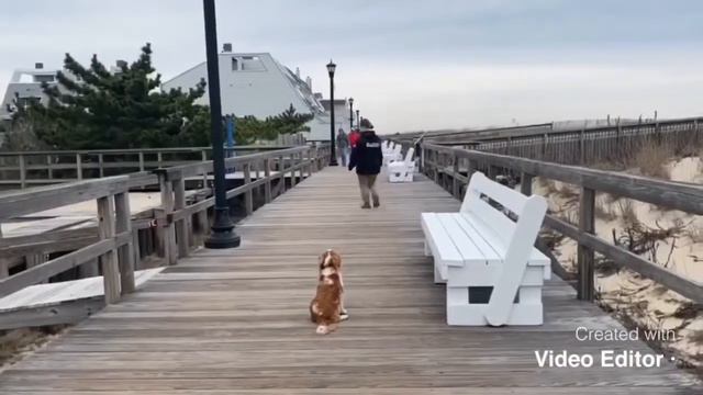 8 month old Cavalier King Charles spaniel (Cosmo) I Puppy Obedience I Best Dog Trainers in Delaware смотреть онлайн