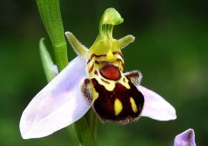 «Орхидея-шмель (Ophrys apifera)» РЕЛАКС ТЕРАПИЯ ИМПРОВИЗАЦИЯ композитор Виктор Анохин #piano #цветы