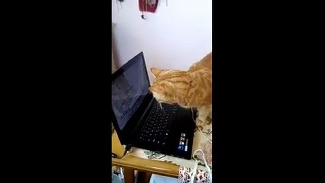 мой кот поет.#(2022) смотреть онлайн