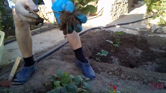 ПЕРЕСАДКА И РАЗМНОЖЕНИЕ КЛУБНИКИ ОСЕНЬЮ, САМЫЙ ПРОСТОЙ СПОСОБ смотреть онлайн