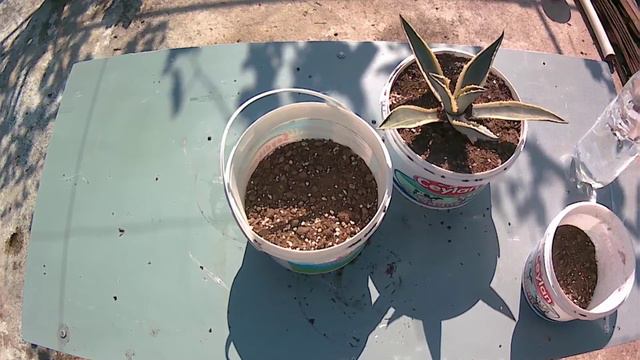 Agave смотреть онлайн