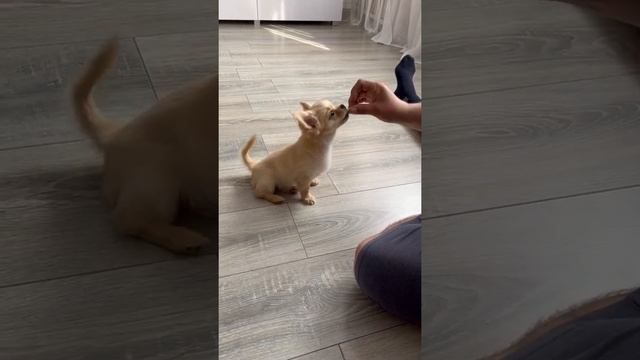 Учим команду Сидеть. Рокки 2,5 месяца! Дрессируем Чихуахуа #домашнийпитомец #чихуахуа смотреть онлайн